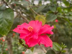 -南宫五洲植物乐园