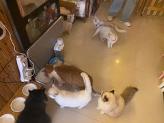 -名猫咖啡馆·撸猫·拼豆