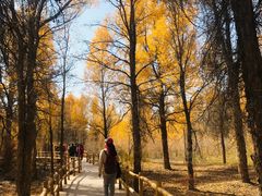 -金塔沙漠胡杨林景区