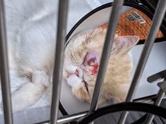 -畜牧兽医站(共江路店)