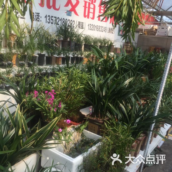 西安鲜花批发市场在哪里(西安鲜花批发市场在哪里进货)