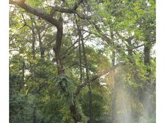 -广州兰圃