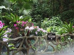 -呀诺达热带雨林