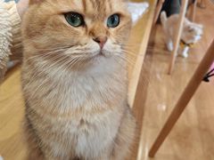 -滚猫咖啡·猫咖·猫友好撸猫(未来城店)