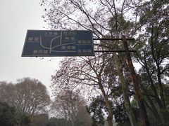 -武汉大学-樱园