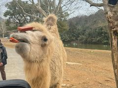 -杭州野生动物世界