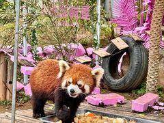 -灵玲国际马戏城
