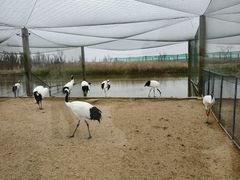 -盐城丹顶鹤湿地生态旅游区