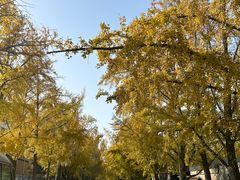 -三里屯东五街银杏大道