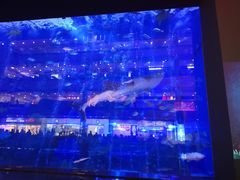 -成都浩海立方海洋公园