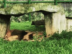 -广州动物园