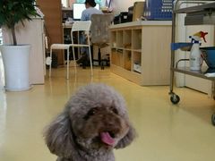 -芭比堂动物医院·犬猫全科·异宠专科(雁塔分院)