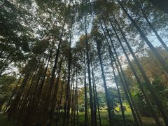 -东湖落雁景区
