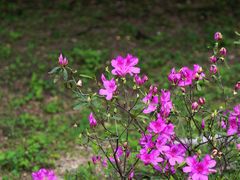 -南宁良凤江国家森林公园