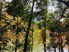 -深圳仙湖植物园