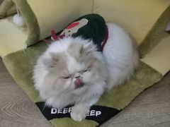 -MOCHA明星猫咖(田子坊店)
