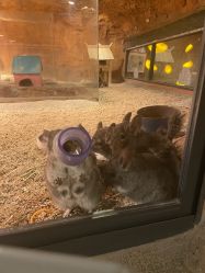 点击看大图 -酷嗒动物文化乐园(cutezoo西溪乐天城店)