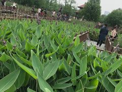 -五缘湾湿地公园