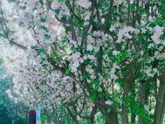 -海棠花溪(元大都城垣遗址公园)