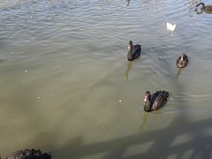 -溱湖国家湿地公园