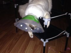 iphone_upload_pic-纳吉亚猫专科动物诊疗中心(蒋宅口分院)