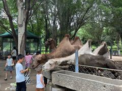 -长白岛森林公园