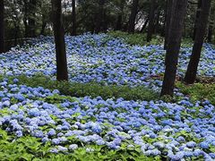 -临平公园(临平街道)
