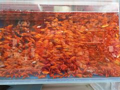 -华声天桥民俗文化园