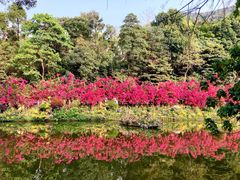 -深圳仙湖植物园