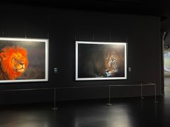 -罗红摄影艺术馆