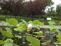 iphone_upload_pic-白塘生态植物园