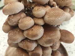 鲜活菌菇棒-椰子营·椰子鸡火锅(万象里店)