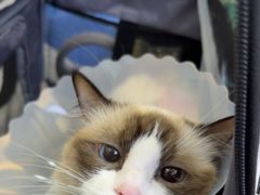 -达爱动物医院·犬猫分区·CT·复杂眼科(远洋山水分院)
