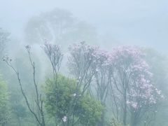 -梧桐山风景名胜区