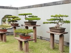 -扬州大运河文化旅游度假区·盆景园