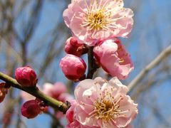 -梅花山(明孝陵内)