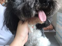 -谐和益家动物医院·免疫绝育·血液透析·宠保定点医院(高新伊藤分院)