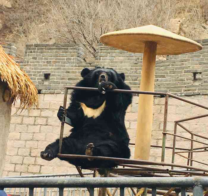 八达岭熊乐园-"从长城做滑车直接到熊乐园,不收门票,很多.