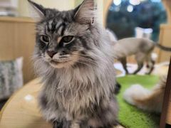 -猫和宫(六道口店)