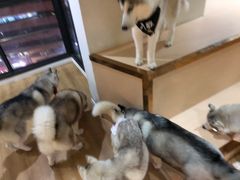 -Husky Go! 哈士奇体验馆·宠物咖啡厅狗咖