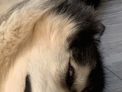 -旺烤园烧烤·炭烤羊腿(吴江阳光新天地店)