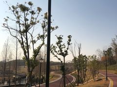 -九龙湖公园