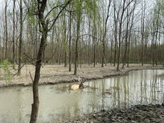 -溱湖国家湿地公园