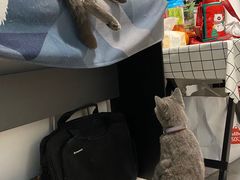 -喵zoo家庭繁育猫舍(尖东智能花园店)
