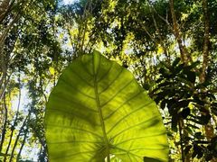-中国科学院西双版纳热带植物园