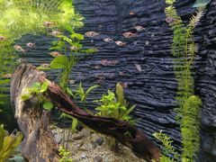 -上海海洋水族馆