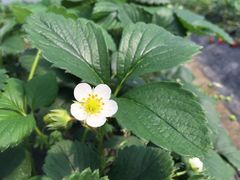 -青浦采草莓天天草莓园