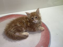 -青奢宠物·青奢猫舍