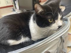 -艾贝尔宠物医院·狂犬免疫点(江山金象城店)