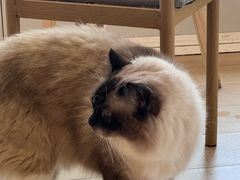 -Let's go狗咖·猫咖·奶狗·桌游(春熙路IFS店)